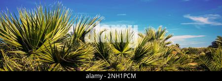 Eine Reihe tropischer Palmen vor dem blauen Himmel. Tropische Landschaft. Wunderschöne tropische Natur. Horizontales Banner Stockfoto