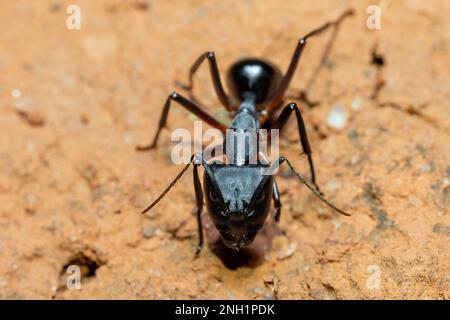 Schreinerameisen (Camponotus spp.) Große endemische Ameise, einheimisch in vielen bewaldeten Teilen der Welt. In Madagaskar endemisch lebende Arten. Ambalavao, Madagasca Stockfoto