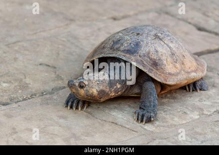 Madagaskar-Großkopfschildkröte (Erymnochelys madagascariensis) Endemische Schildkröte, die in den Gewässern von dauerhaft langsam fließenden Flüssen und Seen heimisch ist. Miandriva Stockfoto