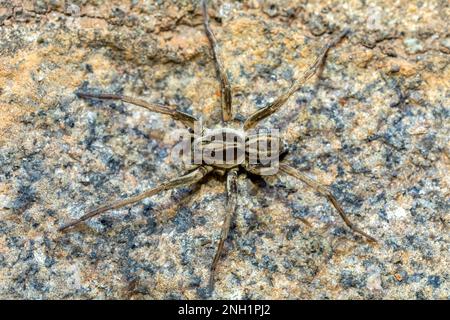 Wolfsspinne, endemische Mitglieder der Familie Lycosidae, robuste und agile Jäger mit ausgezeichnetem Sehvermögen. Ambalavao, Madagaskar Wildtiere Stockfoto