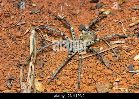 Wolfsspinne, endemische Mitglieder der Familie Lycosidae, robuste und agile Jäger mit ausgezeichnetem Sehvermögen. Ranohira Isalo, Madagaskar Wildtiere Stockfoto