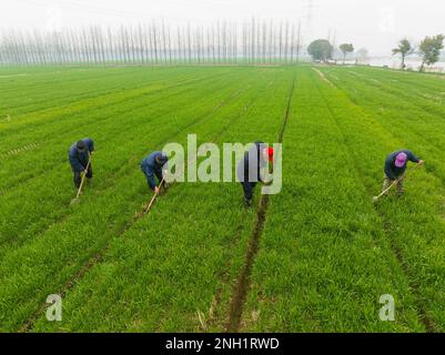 Suzhou. 19. Februar 2023. Dieses Luftfoto wurde am 19. Februar 2023 aufgenommen und zeigt Bauern, die Gräben in einem Weizenfeld in der Stadt Kunshan in der Provinz Jiangsu in Ostchina säubern. Im Frühjahr, in dem die Temperaturen allmählich ansteigen, arbeiten Bauern im ganzen Land aktiv am Pflügen im Frühjahr und an den Vorbereitungen für landwirtschaftliche Tätigkeiten. Kredit: Wang Xuzhong/Xinhua/Alamy Live News Stockfoto