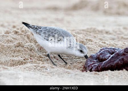 Sanderling, Calidris alba, keine Zucht, Winterspeck, Erwachsener, der auf einer Robbenplazenta Norfolk November forscht Stockfoto