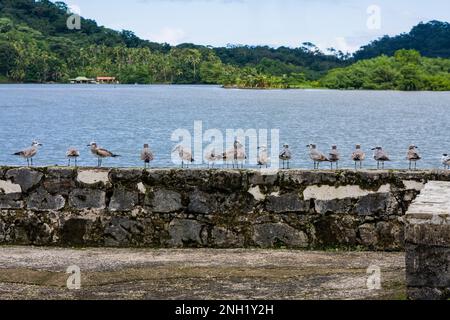 Möwen an den Mauern des Fort San Geronimo in Portobelo, Panama. Stockfoto