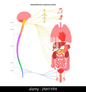 Parasympathisches Nervensystem, Illustration Stockfoto