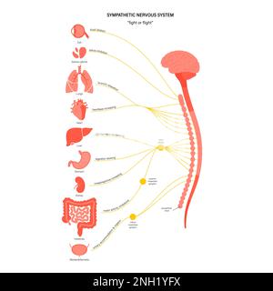 Sympathisches Nervensystem, Illustration Stockfoto