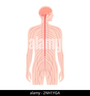 Zentralnervensystem, Illustration Stockfoto