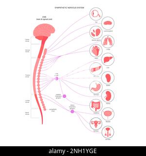 Sympathisches Nervensystem, Illustration Stockfoto