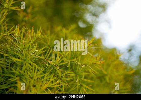 Nahaufnahme der Melaleuca linariifolia-Pflanze Stockfoto