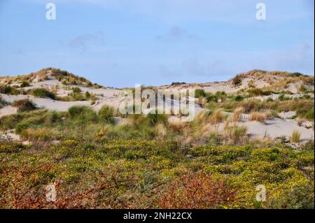 Dünengras und Blumen auf Sanddünen an der Nordsee Stockfoto