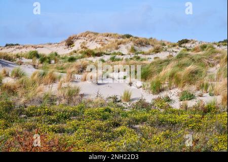 Dünengras und Blumen auf Sanddünen an der Nordsee Stockfoto