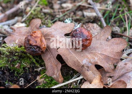 Gallen an der Unterseite von Eichenblättern, verursacht durch die Kirschgallen-Wespe, Cynips quercusfolii, Surrey, England, Großbritannien Stockfoto