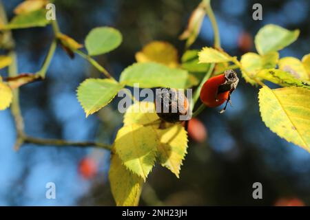Rosa eglanteria (Rubiginosa), auch bekannt als Sweet Briar Rose. Nahaufnahme von ein paar Beeren hier, die im Busch verrotten, während die Blätter gelb werden Stockfoto