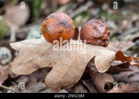 Gallen an der Unterseite von Eichenblättern, verursacht durch die Kirschgallen-Wespe, Cynips quercusfolii, Surrey, England, Großbritannien Stockfoto