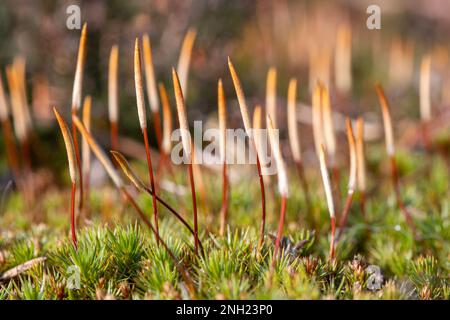 Sporenkapseln aus Polytrichum piliferum Moos, auch als Bristly Haarschutzkappe bezeichnet, mit bunten Kappen oder Kalyptrae, auf sandigem Heideland in Surrey, England, Großbritannien Stockfoto