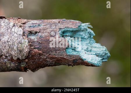 Grünes Färben von verrottendem Holz oder von Stäbchen im Zusammenhang mit grünen Elfenteller-Pilzen (Chlorociboria aeruginascens), England, Vereinigtes Königreich Stockfoto