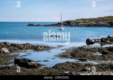 Eine Yacht liegt in der Bucht vor Anker und Grey Seals sonnen sich auf den Felsen. Ynys Enlli oder Bardsey Island, Llyn Peninsula, Gwynedd, North Wales, UK, Großbritannien Stockfoto