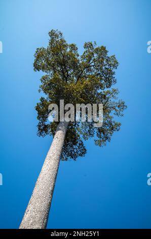 Ein einzelner sehr hoher Regenwaldbaum, der im archäologischen Park Angkor in der Nähe von Siem Reap in Kambodscha wächst. Stockfoto