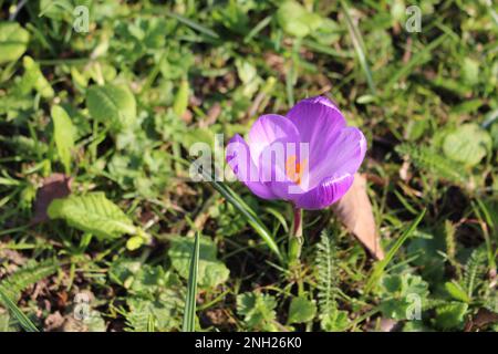 Draufsicht auf ein einzelnes offenes toskanisches Krokus in Blüte vor einem grünen Rasen - Frühlingskonzept Hintergrund mit Kopierbereich Stockfoto