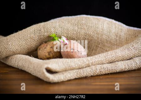 Frühlingskartoffeln mit Keimen, bereit zum Anpflanzen im Boden. In Latte auf einem Holztisch. Stockfoto