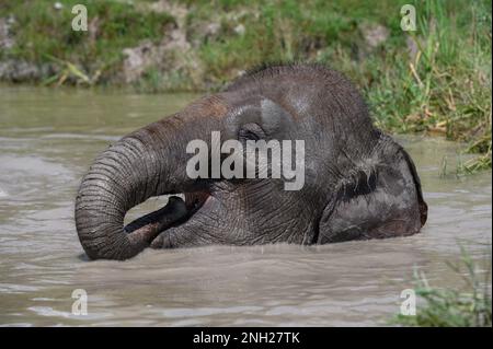 Ein fröhlicher asiatischer Elefant sitzt bis zum Hals in einem Teich und steckt seinen Stamm in den Mund. Nahaufnahme. Stockfoto