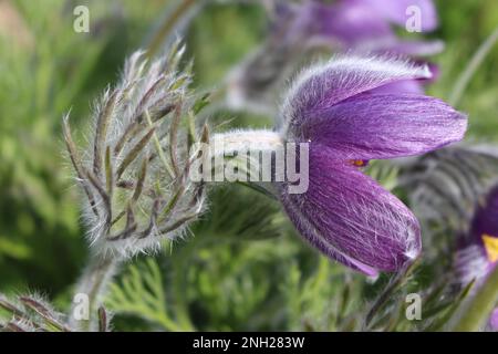 Cutleaf Anemone oder Eastern Pasque Flower. Eine flauschige, lila Frühlingsblume, die hier in der Sonne zu sehen ist. Eine der ersten Blumen, die im Frühling blühen. Stockfoto