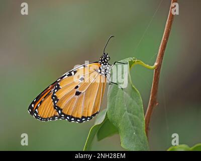 Afrikanischer Monarch-Schmetterling (Danaus chrysippus) alias einfacher Tiger oder afrikanische Königin, die auf grünem Blatt ruht im Kulalu-Camp Galana Provinz, Kenia, Afrika Stockfoto