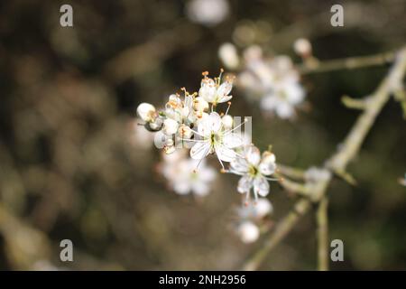 Nahaufnahme einer isolierten Aufnahme weißer Yoshino-Kirschblumen, die im Frühling vor einem unscharfen natürlichen Waldhintergrund blühen (Aston's Eyot, Oxford) Stockfoto