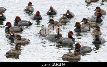 Ein Floß roter Enten schwimmt während der Frühjahrswanderung in der Bucht in der Nähe von Traverse City Michigan. Stockfoto