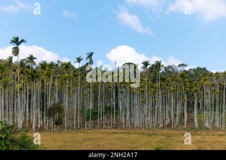 Fernblick auf eine Plantage von Areka- oder Betelnusspalmen auf einem offenen Ackerfeld vor dem blauen Himmel bei Wayanad in Kerala, Indien. Stockfoto