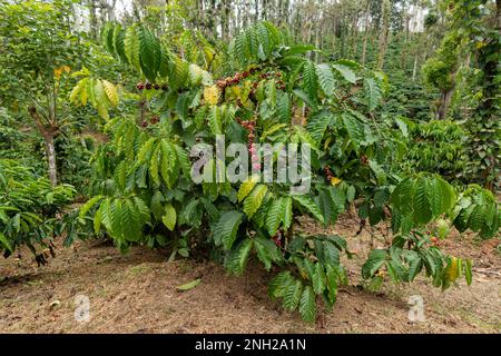 Blick auf Kaffeebohnen, die auf einer Kaffeeplantage in Wayanad in Kerala, Indien, wachsen. Stockfoto