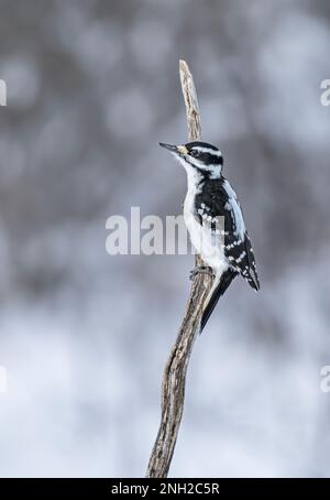 Weiblicher Specht, der im Winter auf einem Ast in Ottawa, Kanada, hockte Stockfoto