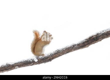 Rotes Eichhörnchen, isoliert vor weißem Hintergrund, hoch oben auf einem Ast mit einem Futter im Mund Stockfoto