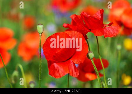 Leuchtend rote Mohnblumen, die auf der Sommerwiese wild wachsen und im Wind wehen. Frische, neue Knospen. Verschwommener Bokeh-Hintergrund. Dublin, Irland Stockfoto