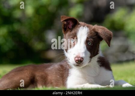 Brauner und weißer Rand Collie kommt auf den Feldern raus. North Yorkshire, Großbritannien. Stockfoto
