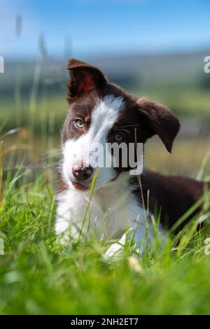 Brauner und weißer Rand Collie kommt auf den Feldern raus. North Yorkshire, Großbritannien. Stockfoto