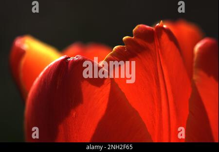 Blumen Stockfoto