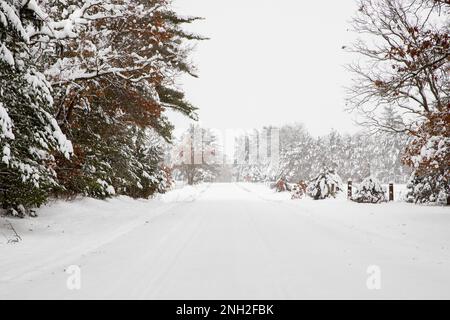 Eine Landstraße, gesäumt von Bäumen, bedeckt mit Schnee und Spuren von Fahrzeugen. Stockfoto