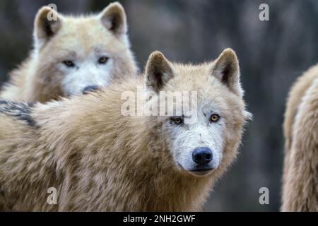 Arktische Wölfe (Canis lupus arctos), auch bekannt als weißer Wolf oder Eiswolf Stockfoto