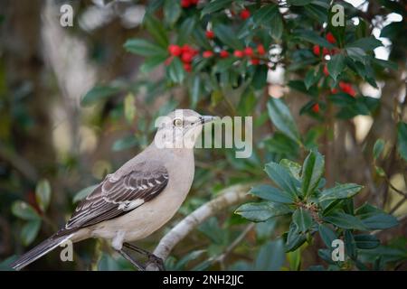 Nördliche Spottdrossel im Stollenbaum im Frühling. Stockfoto