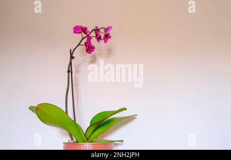Lila Orchideenblume in Vase, Nahaufnahme über die weiße Wand. Blumenhintergrund. Speicherplatz kopieren. Inneneinrichtung. Gartenarbeit Stockfoto