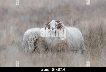 Zwei weiße Hornheiden, deutsche Moorlandschafe oder Heidschnucke in hohem, trockenem, blassem Gras, zentriert, hochgradig, weiches Beige, monochrom, Traumhafte Atmosphäre Stockfoto