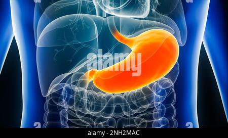 Nahaufnahme des menschlichen Magenorgans 3D-Darstellung der Vorder- oder Vorderansicht. Anatomie, biomedizinisch, Verdauungssystem, Magenerkrankungen, medizinisch, Biografie Stockfoto