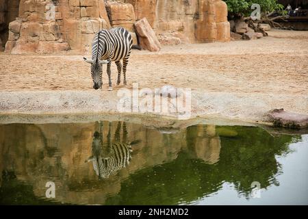 Fernaufnahme eines Zebras, das sich im Wasser spiegelt, im Hintergrund eine felsige Landschaft. Stockfoto