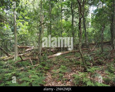 Gefallener Baum im Bunya Mountains-Nationalpark, Queensland, Australien Stockfoto