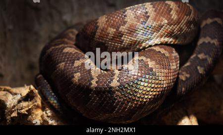 Eine schuppige, große, vernetzte Python, die sich in einem Knoten aufwickelte und auf ein Opfer wartet. Ein schönes Muster auf der Haut glänzt mit einem Regenbogen Stockfoto