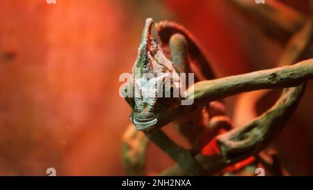 Nahaufnahme einer Chamäleonechse im Wald. Die Eidechse hat ihr Auge bewegt. Die Kamera fokussiert auf das Auge der Eidechse. Wilde Natur. Getarnt als Umwelt Stockfoto