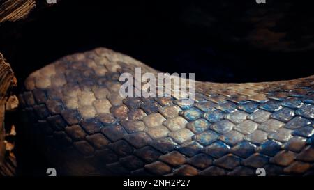 Eine schuppige, große, vernetzte Python, die sich in einem Knoten aufwickelte und auf ein Opfer wartet. Ein schönes Muster auf der Haut glänzt mit einem Regenbogen Stockfoto