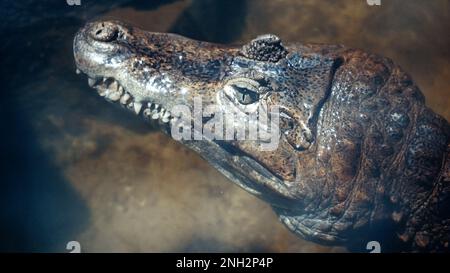 Ein wildes Tier wartet auf seine Beute. Das Auge eines Aligators sieht aus dem Wasser. Nahaufnahme der Augen eines lebenden Alligators. Krokodil, Kaiman. D Stockfoto