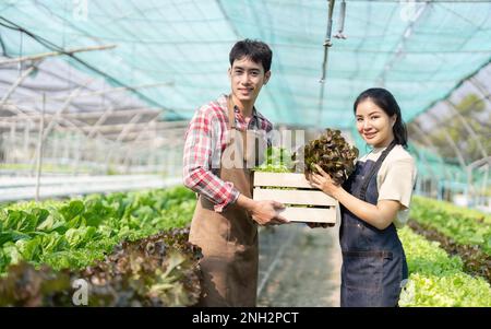 Asiatische junge Paar Landwirt im Gewächshaus hydroponic Holding Korb mit Gemüse. Sie werden ernten Gemüse grüner Salat Stockfoto
